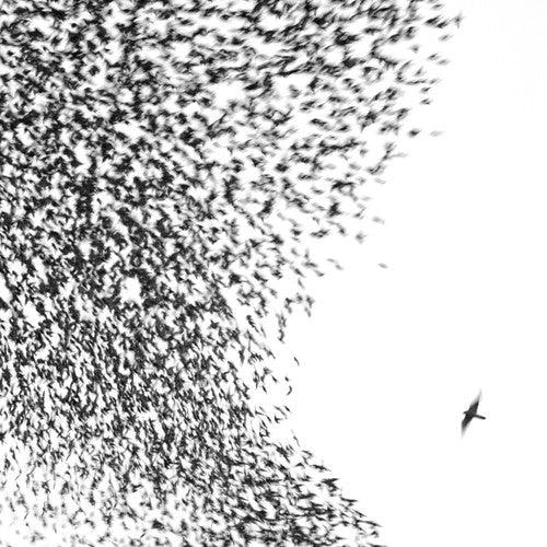 Wilco- Sky Blue Sky [ VINYL LP ]